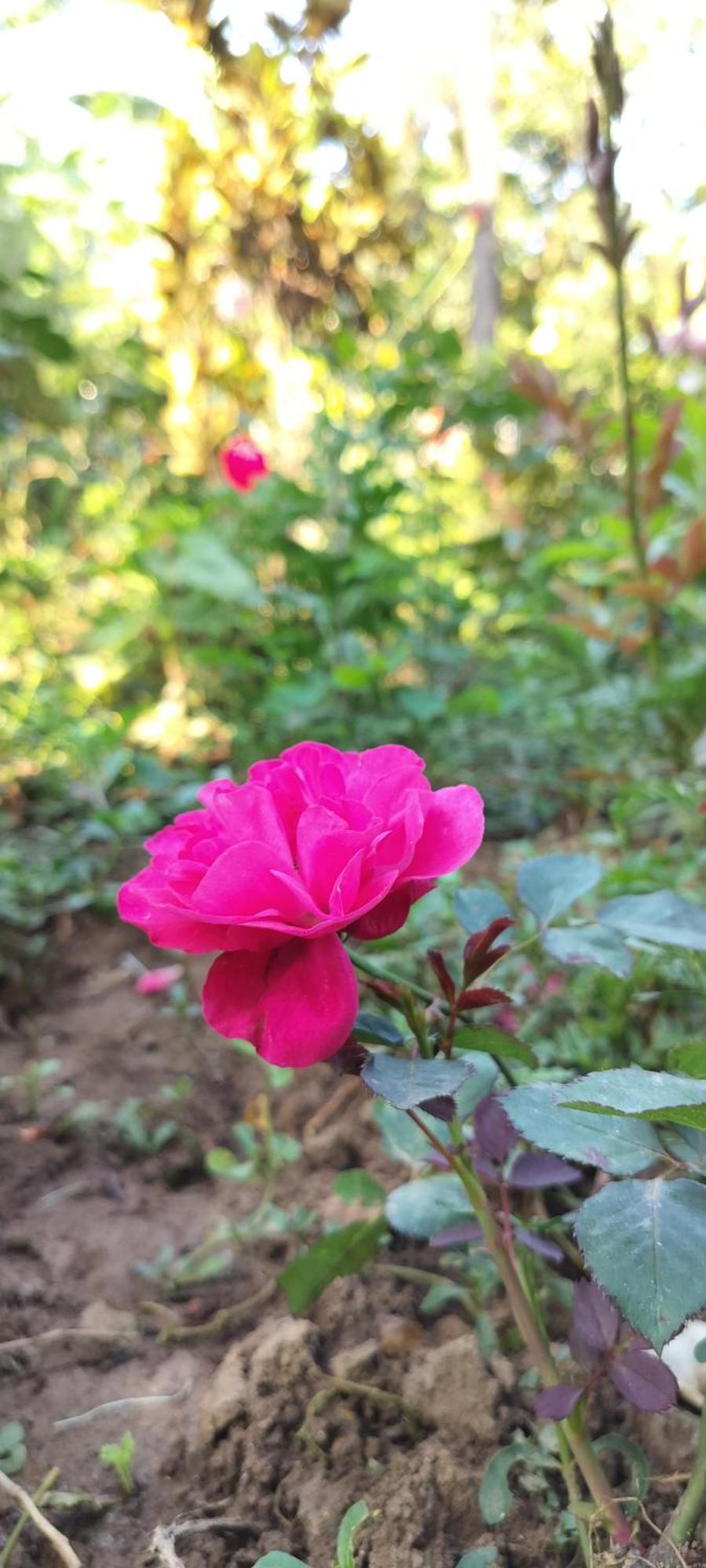 Royal Palm Homestay Madikeri Exterior foto